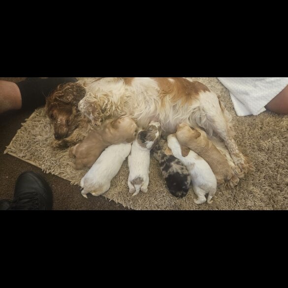 Cockapoo