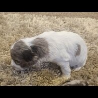 Cockapoo