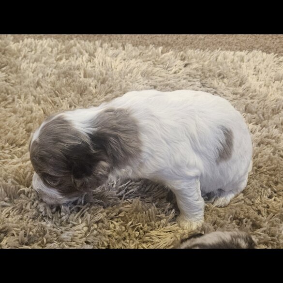 Cockapoo