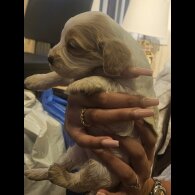 Cockapoo