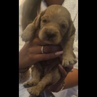 Cockapoo