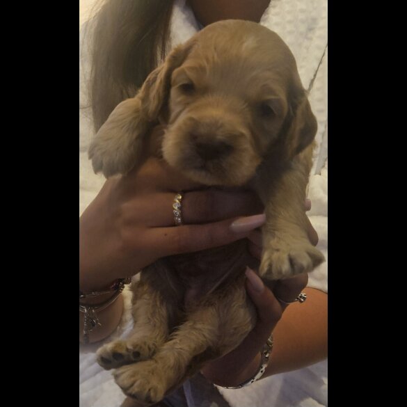 Cockapoo
