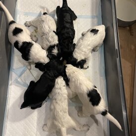 Working Cocker Spaniel