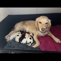 Working Cocker Spaniel