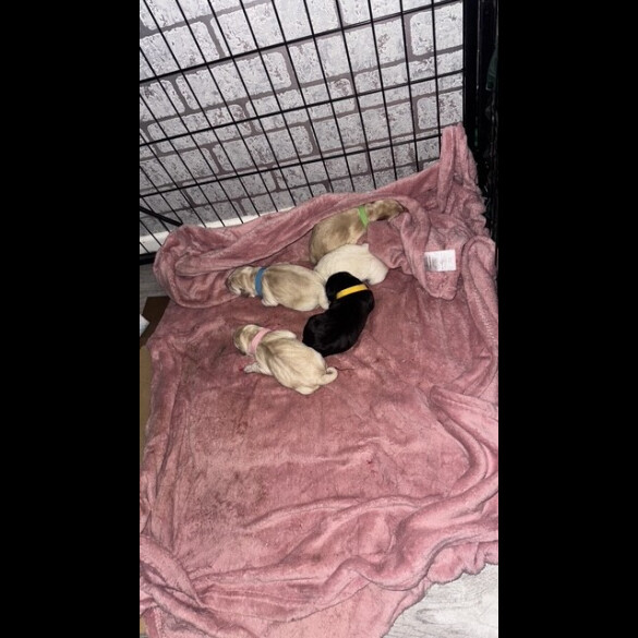 Labrador Retriever