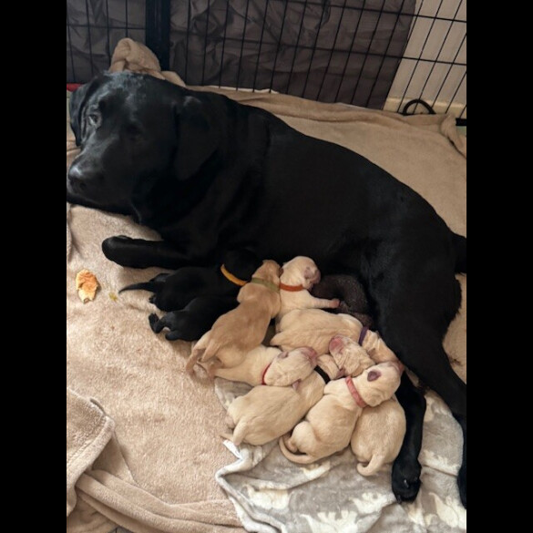Labrador Retriever