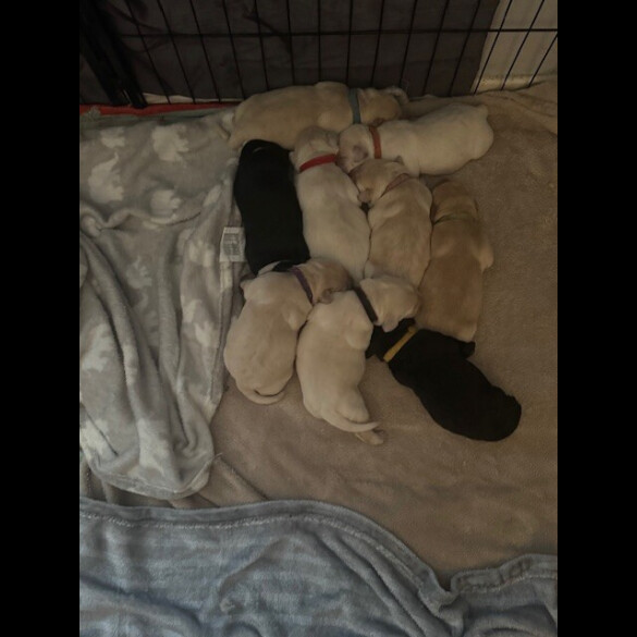 Labrador Retriever
