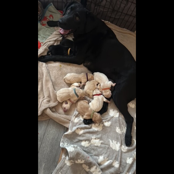 Labrador Retriever