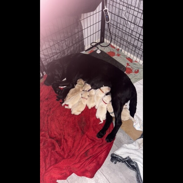 Labrador Retriever