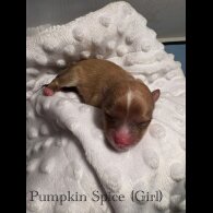 Pomeranian