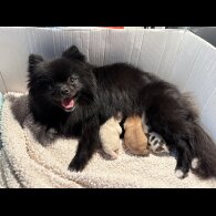 Pomeranian