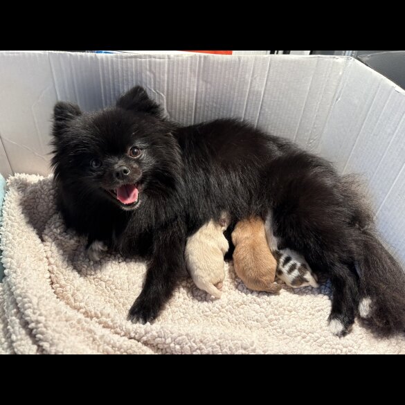 Pomeranian