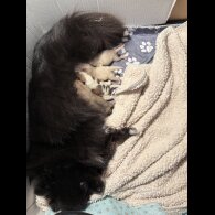 Pomeranian