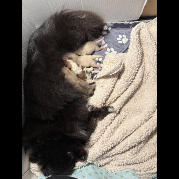 Pomeranian