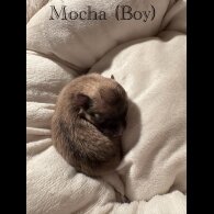 Pomeranian