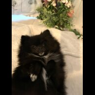 Pomeranian