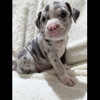American Bulldog