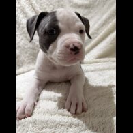 American Bulldog