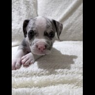 American Bulldog