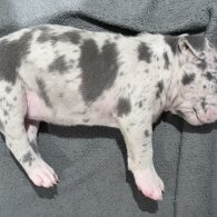 American Bulldog