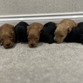 Cockapoo