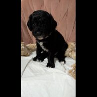 Cockapoo
