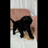 Cockapoo