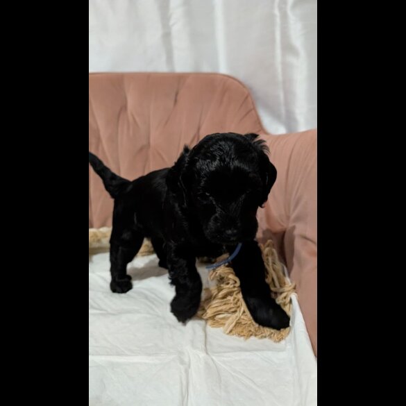 Cockapoo
