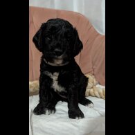 Cockapoo