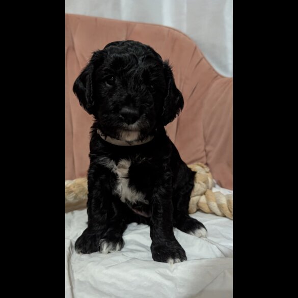 Cockapoo