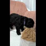 Cockapoo
