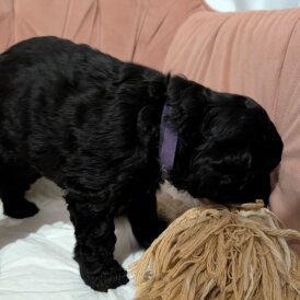 Cockapoo