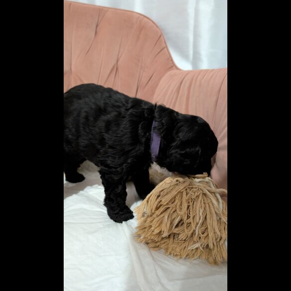 Cockapoo