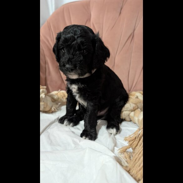 Cockapoo