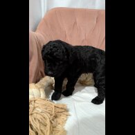 Cockapoo