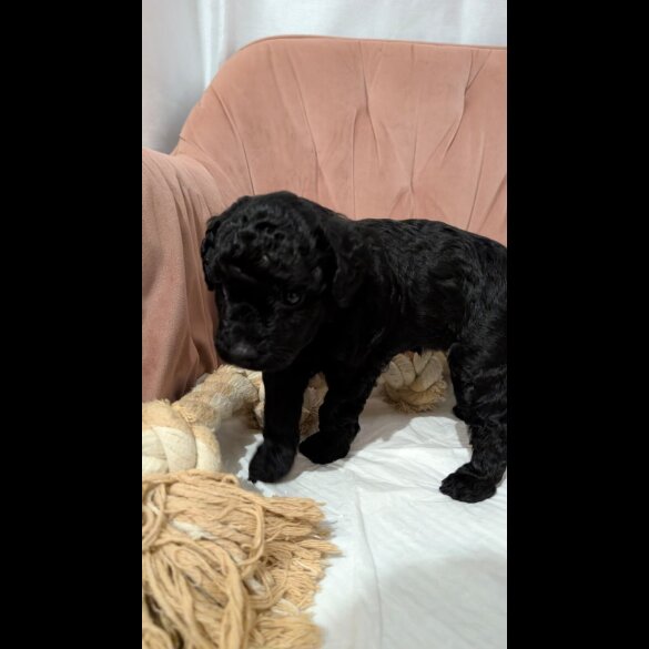 Cockapoo