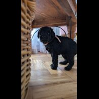 Cockapoo