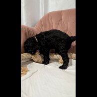 Cockapoo