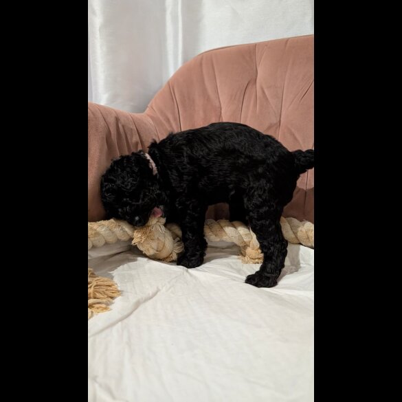 Cockapoo