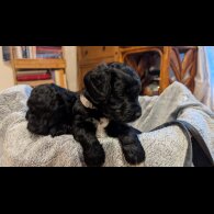 Cockapoo