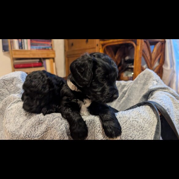 Cockapoo