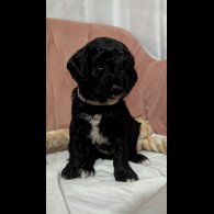 Cockapoo