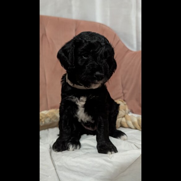 Cockapoo