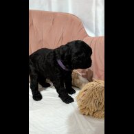 Cockapoo