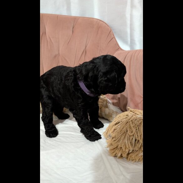 Cockapoo