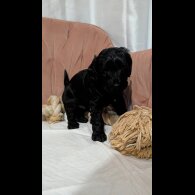 Cockapoo