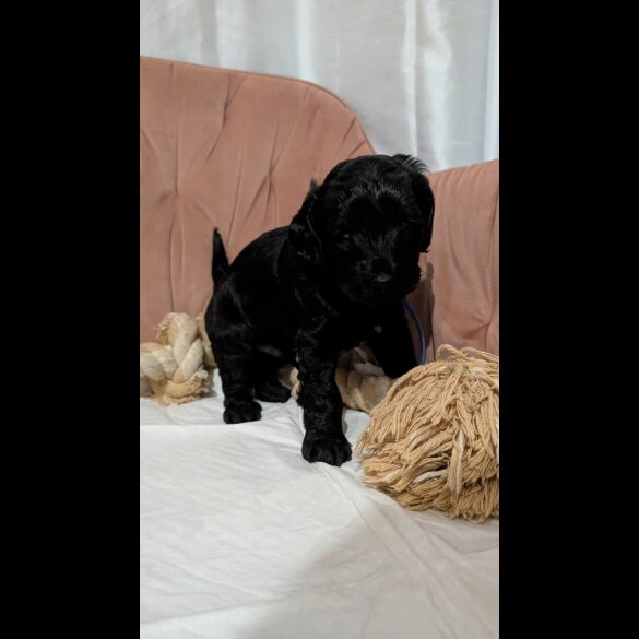 Cockapoo