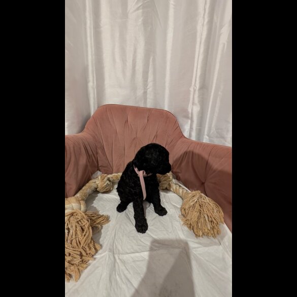 Cockapoo