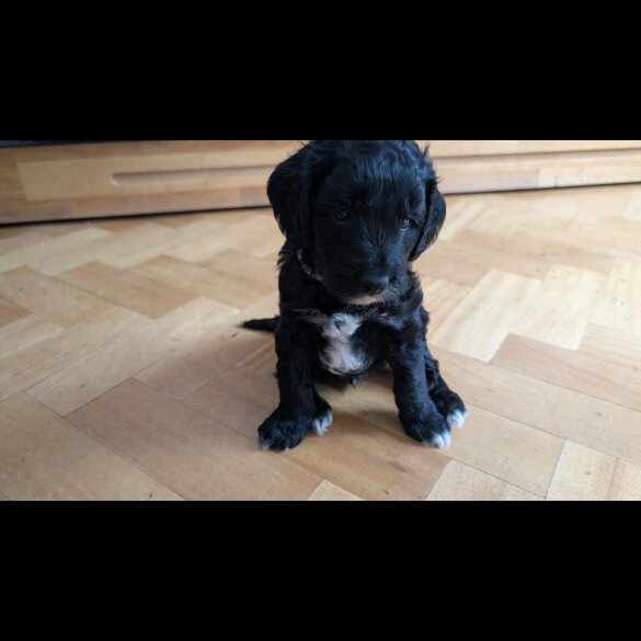 Cockapoo