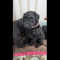 Cockapoo
